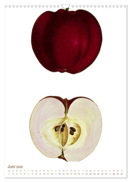 Produktbild: Obstb&auml;ume: Botanische Zeichnungen und historische Stiche (Wandkalender 2026 DIN A3 hoch), CALVENDO Monatskalender