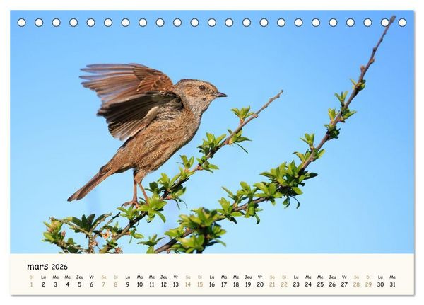 Produktbild: Chuchotements d'ailes - Une ann&eacute;e dans l'intimit&eacute; des oiseaux (Calendrier de bureau 2026 DIN A5 vertical), CALVENDO calendrier mensuel