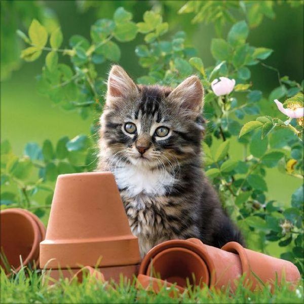 Produktbild: Cats 2027