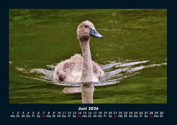 Produktbild: Welt der V&ouml;gel 2026 Fotokalender DIN A4