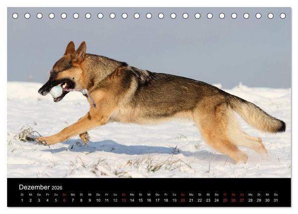 Produktbild: Mit dem Deutschen Sch&auml;ferhund durch's Jahr (Tischkalender 2026 DIN A5 quer), CALVENDO Monatskalender