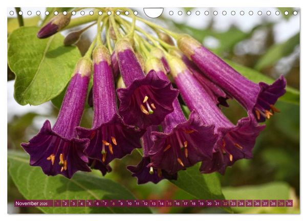 Produktbild: Flower Power - Zauberhafte K&uuml;belpflanzen (Wandkalender 2026 DIN A4 quer), CALVENDO Monatskalender