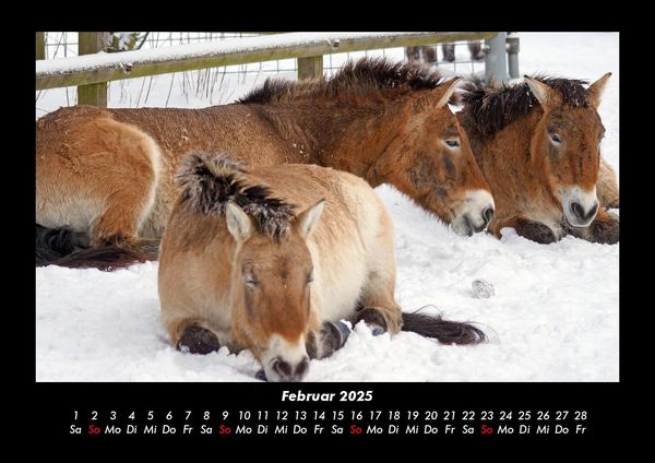 Produktbild: Die Welt der Pferde 2025 Fotokalender DIN A3