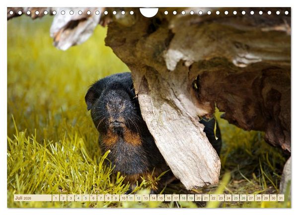 Produktbild: MEERSCHWEINCHEN neugierig - s&uuml;&szlig; - liebenswert (Wandkalender 2026 DIN A4 quer), CALVENDO Monatskalender