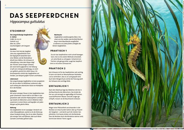 Produktbild: Lebensgro&szlig;. Tiere der Meere und Ozeane
