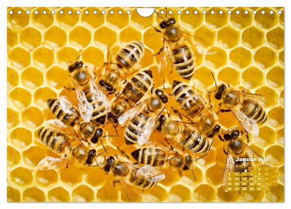 Produktbild: Ein Leben f&uuml;r den Honig - Bienen und Imker (Wandkalender 2026 DIN A4 quer), CALVENDO Monatskalender
