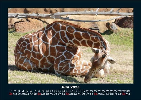 Produktbild: Giraffen 2025 Fotokalender DIN A5