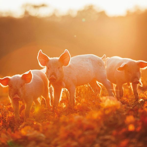 Produktbild: Piggies/Schweinchen 2024