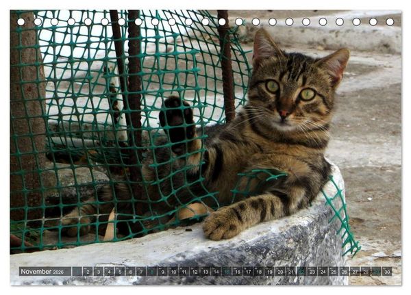 Produktbild: SAMTPFOTEN auf Mykonos (Tischkalender 2026 DIN A5 quer), CALVENDO Monatskalender