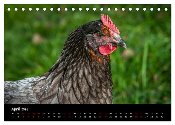 Produktbild: Neues von den Gartenh&uuml;hnern (Tischkalender 2026 DIN A5 quer), CALVENDO Monatskalender