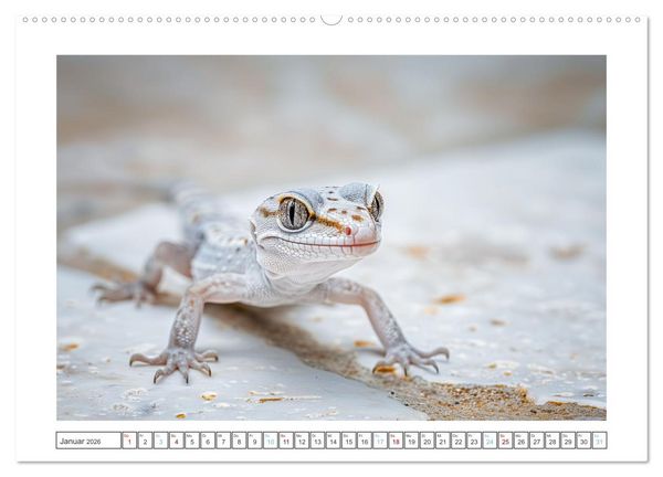 Produktbild: Kleine Echsen haben Spass (Wandkalender 2026 DIN A2 quer), CALVENDO Monatskalender