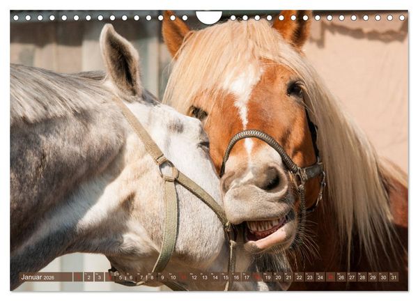 Produktbild: Das Lachen der Pferde - Lustige Gesichter (Wandkalender 2026 DIN A4 quer), CALVENDO Monatskalender