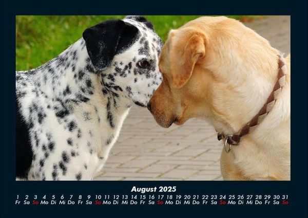 Produktbild: Hundezauber 2025 Fotokalender DIN A4