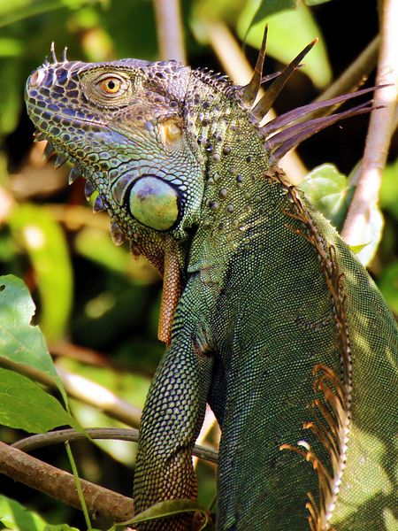 Produktbild: CALVENDO Puzzle Gr&uuml;ner Leguan im Tortuguero National Park | 1000 Teile Lege-Gr&ouml;&szlig;e 64x48cm Foto-Puzzle f&uuml;r gl&uuml;ckliche Stunden