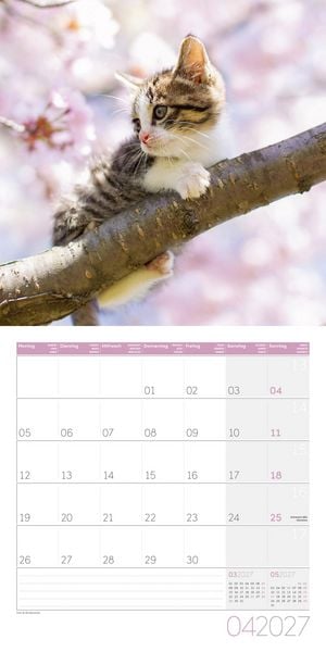 Produktbild: Katzen Kalender 2027 - 30x30 - Art12
