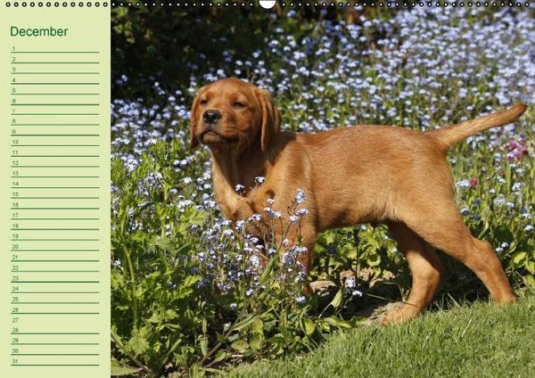 Produktbild: Puppies Birthday Calendar / UK-Version (Wall Calendar perpetual DIN A2 Landscape)