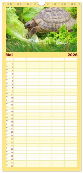 Produktbild: Familienplaner 2026 - Schildkr&ouml;ten - Gepanzerte Urzeitwesen mit 5 Spalten (Wandkalender, 21 x 45 cm) CALVENDO