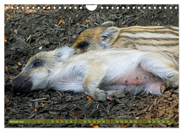 Produktbild: Wildschweins Kinderstube - Freche Frischlinge (Wandkalender 2026 DIN A4 quer), CALVENDO Monatskalender