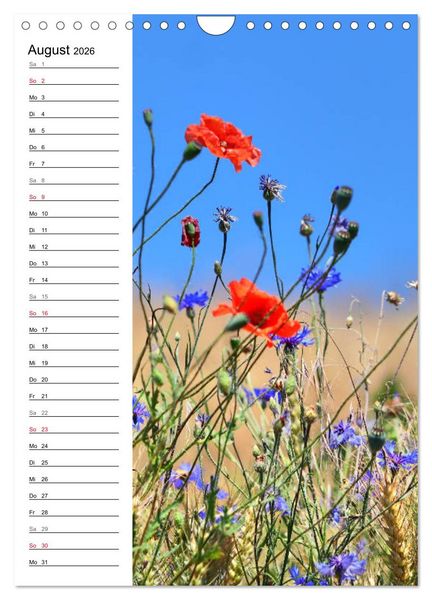 Produktbild: Mohn, zarte Bl&uuml;ten, starke Farben, der Geburtstagskalender (Wandkalender 2026 DIN A4 hoch), CALVENDO Monatskalender