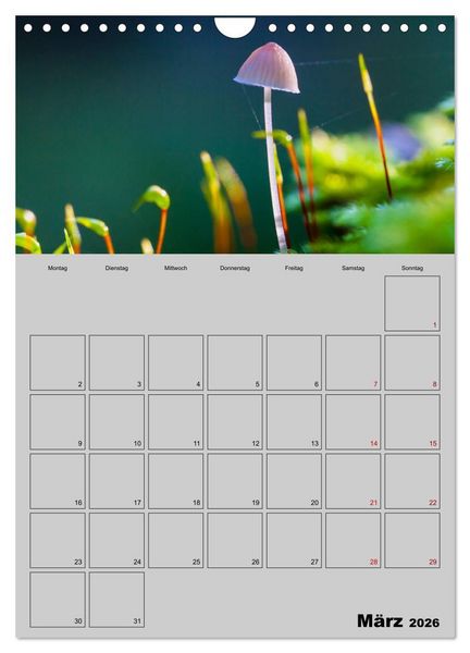 Produktbild: Quer durch die Pilze (Wandkalender 2026 DIN A4 hoch), CALVENDO Monatskalender