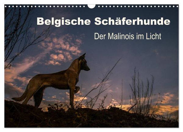 Belgische Schäferhunde - Der Malinois im Licht (Wandkalender 2025 DIN A3 quer), CALVENDO Monatskalender