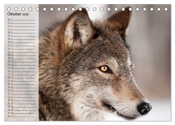 Produktbild: W&ouml;lfe. Graue Eminenzen (Tischkalender 2026 DIN A5 quer), CALVENDO Monatskalender