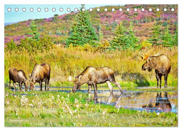 Produktbild: Elche: Nordische Riesen (Tischkalender 2026 DIN A5 quer), CALVENDO Monatskalender