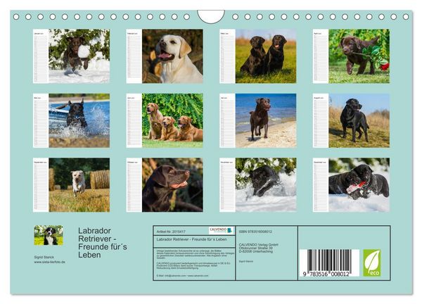 Produktbild: Labrador Retriever - Freunde f&uuml;r&acute;s Leben (Wandkalender 2026 DIN A4 quer), CALVENDO Monatskalender
