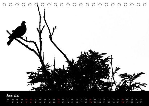 Produktbild: Kieler V&ouml;gel (Tischkalender 2022 DIN A5 quer)