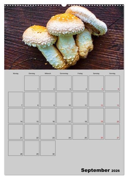 Produktbild: Quer durch die Pilze (hochwertiger Premium Wandkalender 2026 DIN A2 hoch), Kunstdruck in Hochglanz