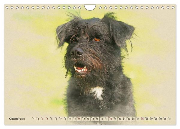 Produktbild: Altdeutsche H&uuml;tehunde 2026 (Wandkalender 2026 DIN A4 quer), CALVENDO Monatskalender