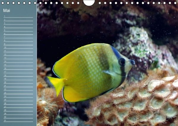 Produktbild: Bunte Riffbewohner - Fische, Anemonen und noch viel mehr (Wandkalender immerw&auml;hrend DIN A4 quer)