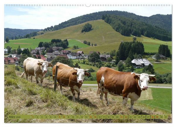 Produktbild: Schwarzwald-K&uuml;he - Die Hinterw&auml;lder (Wandkalender 2026 DIN A2 quer), CALVENDO Monatskalender