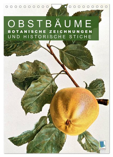 Obstbäume: Botanische Zeichnungen und historische Stiche (Wandkalender 2026 DIN A4 hoch), CALVENDO Monatskalender