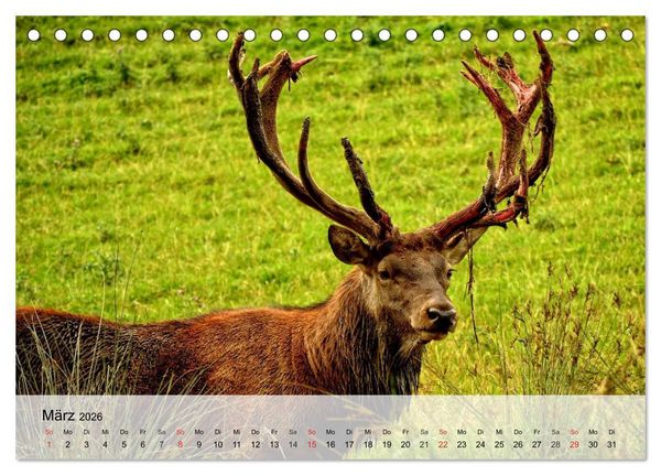 Produktbild: Rotwild. Edle Hirsche, stolze K&uuml;he (Tischkalender 2026 DIN A5 quer), CALVENDO Monatskalender