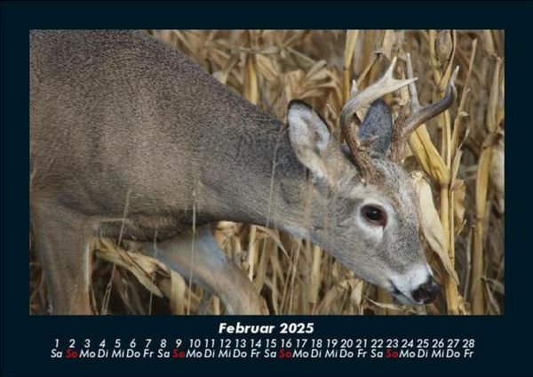 Produktbild: Waldbewohner 2025 Fotokalender DIN A5