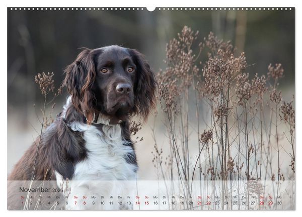 Produktbild: Der kleine M&uuml;nsterl&auml;nder (Wandkalender 2026 DIN A2 quer), CALVENDO Monatskalender