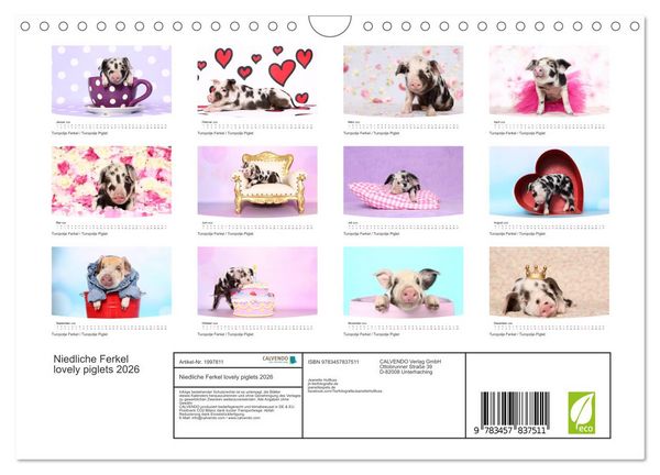 Produktbild: Niedliche Ferkel lovely piglets 2026 (Wandkalender 2026 DIN A4 quer), CALVENDO Monatskalender