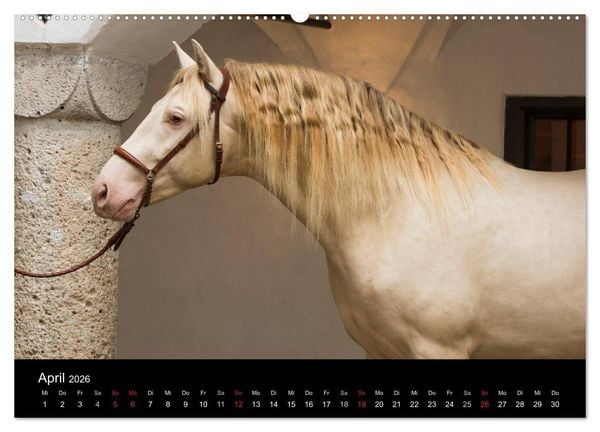 Produktbild: Spaniens stolze Pferde (hochwertiger Premium Wandkalender 2026 DIN A2 quer), Kunstdruck in Hochglanz