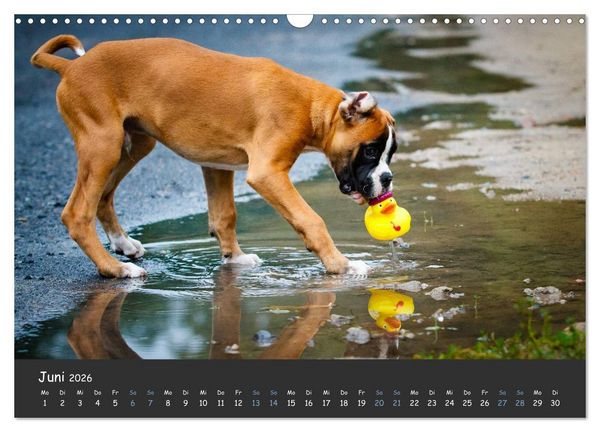 Produktbild: Wenn ich gro&szlig; bin werd' ich Boxer (Wandkalender 2026 DIN A3 quer), CALVENDO Monatskalender