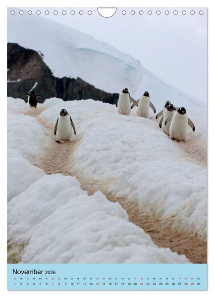 Produktbild: Antarktis - Das Gebiet der Pinguine (Wandkalender 2026 DIN A4 hoch), CALVENDO Monatskalender