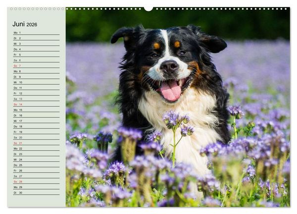Produktbild: Berner Sennenhunde in Action (hochwertiger Premium Wandkalender 2026 DIN A2 quer), Kunstdruck in Hochglanz