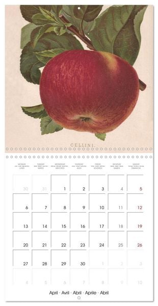 Produktbild: Art & Pomology - Apples 2026 (Wall Calendar 2026 12 &times; 12 Inch) CALVENDO 12 Month Wall Calendar
