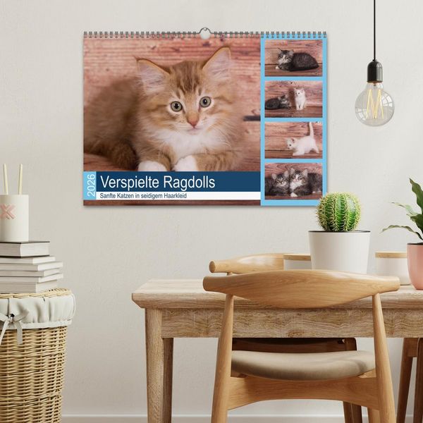 Produktbild: Verspielte Ragdolls - Sanfte Katzen in seidigem Haarkleid (Wandkalender 2026 DIN A3 quer), CALVENDO Monatskalender