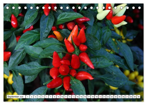 Produktbild: F&uuml;r Chili Liebhaber (Tischkalender 2026 DIN A5 quer), CALVENDO Monatskalender