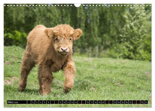 Produktbild: Nordhessens Tierkinder (Wandkalender 2026 DIN A3 quer), CALVENDO Monatskalender