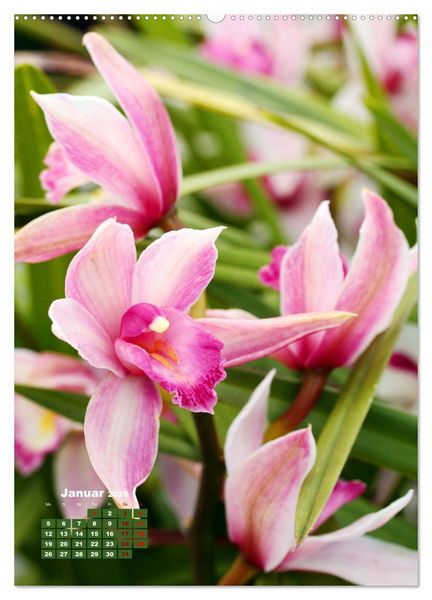 Produktbild: Orchideensch&auml;tze (hochwertiger Premium Wandkalender 2026 DIN A2 hoch), Kunstdruck in Hochglanz