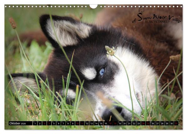 Produktbild: Faszination Husky (Wandkalender 2026 DIN A3 quer), CALVENDO Monatskalender