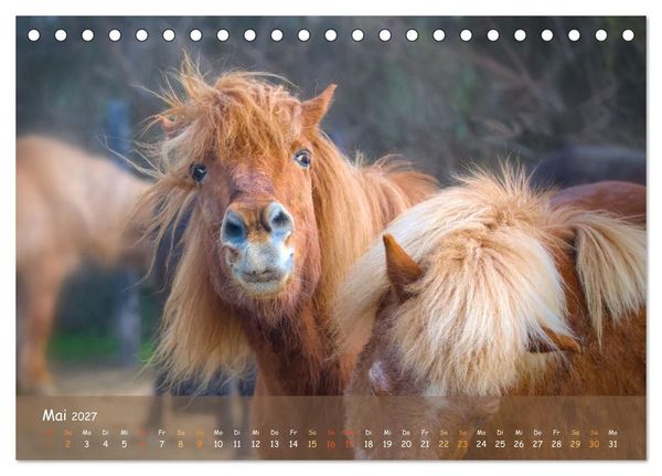 Produktbild: Verspielte Islandpferde Kopf an Kopf (Tischkalender 2027 DIN A5 quer), CALVENDO Monatskalender
