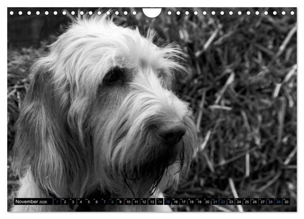 Produktbild: Carissimo Spinone Italiano (Wandkalender 2026 DIN A4 quer), CALVENDO Monatskalender